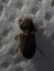 Heteroceridae