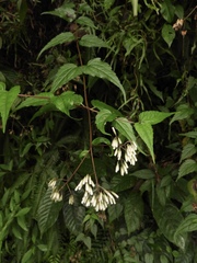 Eupatorium tashiroi