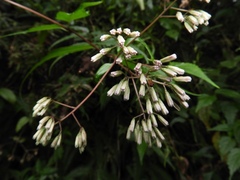 Eupatorium tashiroi
