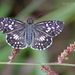 Tropical Checkered-Skipper - Photo (c) Eduardo Axel Recillas Bautista, some rights reserved (CC BY-NC), uploaded by Eduardo Axel Recillas Bautista