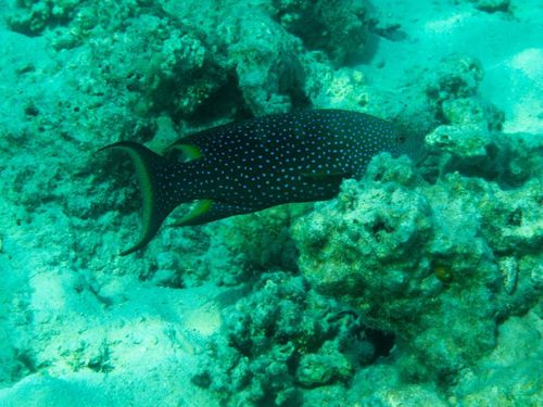Variola louti