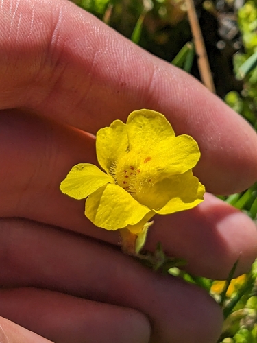 Image of Erythranthe tilingii by no rights reserved