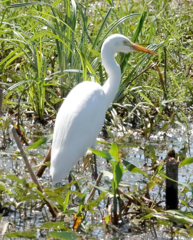 Intermediate Egret from Fogg Dam 2, Middle Point NT 0822, Australia on ...