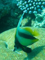 Heniochus intermedius