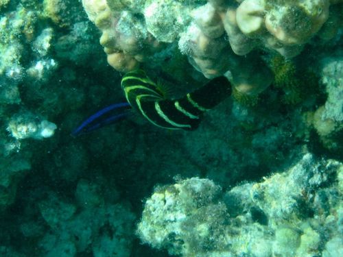 Labroides quadrilineatus
