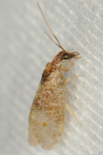 Sympherobius killingtoni