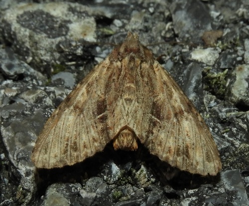Mullein and Black-dashed Apamea Moths and Allies photo 3