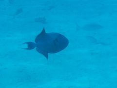 Pseudobalistes fuscus