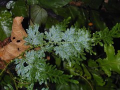 Selaginella willdenowii
