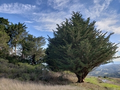 Cupressus abramsiana