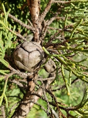Cupressus abramsiana