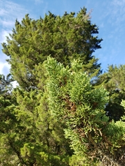 Cupressus abramsiana