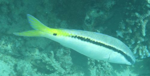 Parupeneus forsskali