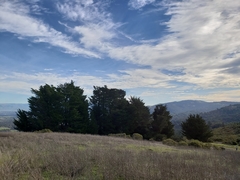 Cupressus abramsiana