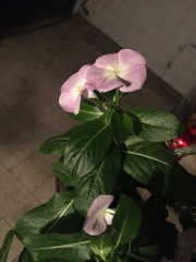 Catharanthus roseus