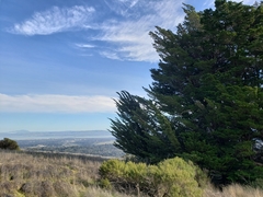 Cupressus abramsiana