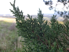 Cupressus abramsiana