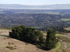 Cupressus abramsiana