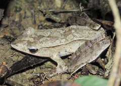 Clinotarsus alticola