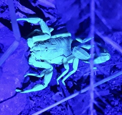 Centruroides edwardsii