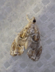 Glaphyria basiflavalis
