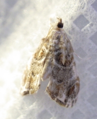 Glaphyria basiflavalis