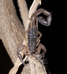 Centruroides edwardsii