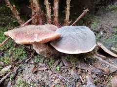 Xerocomellus atropurpureus