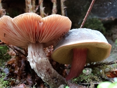 Xerocomellus atropurpureus