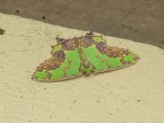 Agathia hemithearia