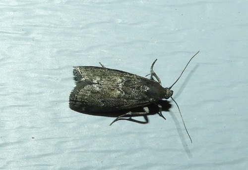 Elm Leaftier Moth photo 2