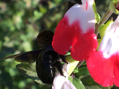 Xylocopa strandi