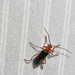 Curtis' Pacific Soldier Beetle - Photo (c) Jonathan Gagnon, some rights reserved (CC BY-NC), uploaded by Jonathan Gagnon