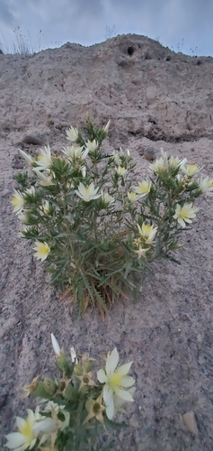 Image of Mentzelia decapetala by (c) Kate, some rights reserved (CC BY)