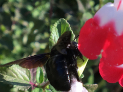 Xylocopa strandi