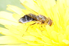 Eupeodes lundbecki