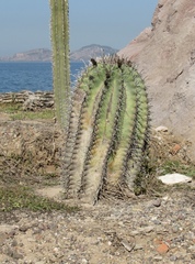 Ferocactus herrerae