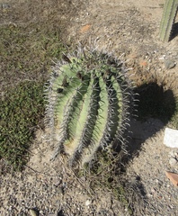 Ferocactus herrerae