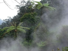 Sphaeropteris glauca