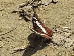 Moduza procris milonia