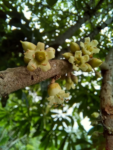 Pouteria sapota - Whole tree