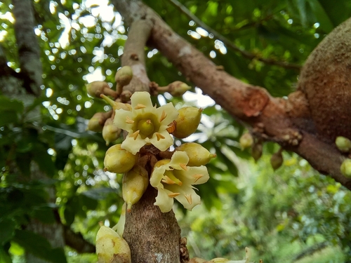 Pouteria sapota - Whole tree