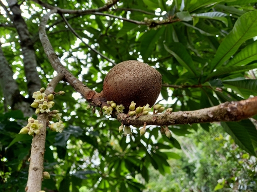 Pouteria sapota - Whole tree
