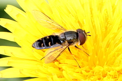 Eupeodes lundbecki