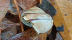 Helminthoglypta phlyctaena