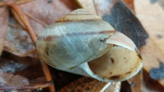 Helminthoglypta phlyctaena