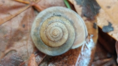 Helminthoglypta phlyctaena