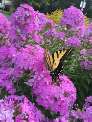 Papilio multicaudata pusillus