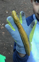 Ariolimax dolichophallus