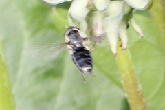Eupeodes lundbecki